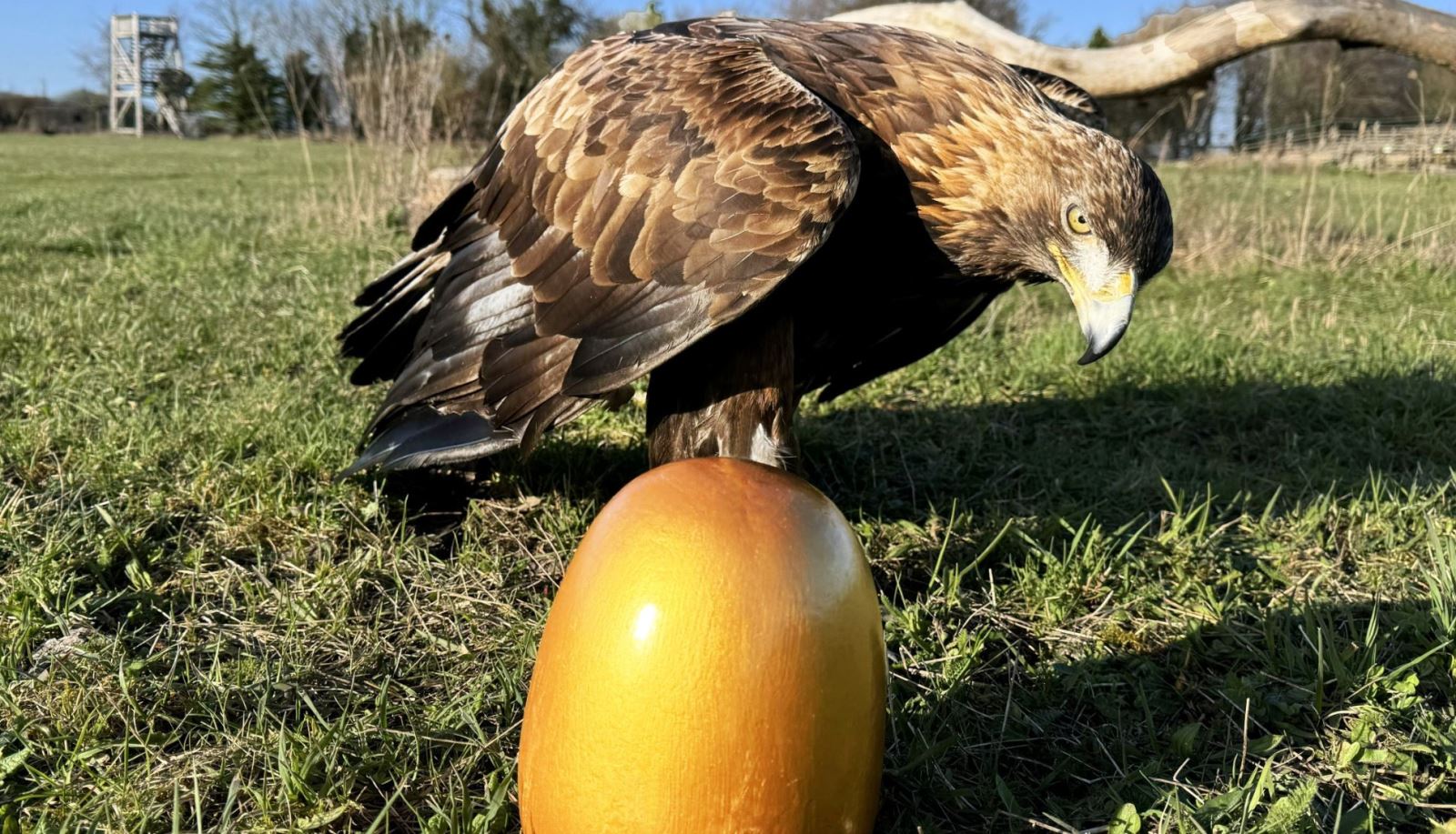 Golden Eagle on Golden Egg at The Hawk Conservancy Trust